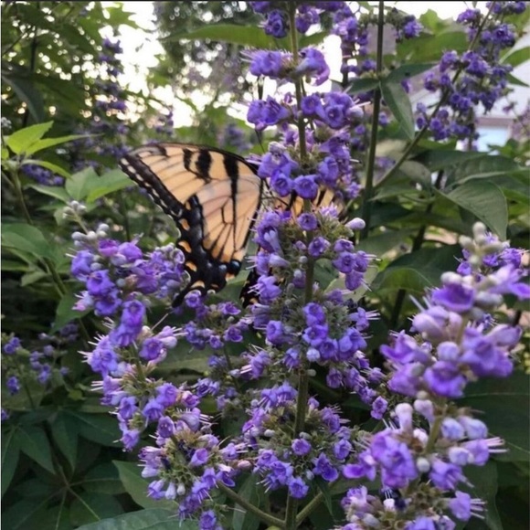 Butterfly & Pollinators Love chaste Trees - Chaste Tree (Vitex
Bag of 100 seeds - Picture 1 of 3